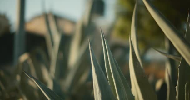 Gros plan de la plante d'aloe vera qui a été coupée à l'extérieur au coucher du soleil. Ralenti cinématographique, faible profondeur de champ. BMPCC 4K  