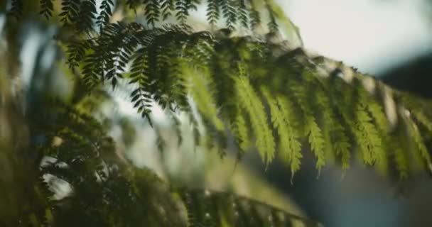 日没時にはシダの木の葉が風に吹かれる 映画のスローモーション フィールドの浅い深さ Bmpcc — ストック動画