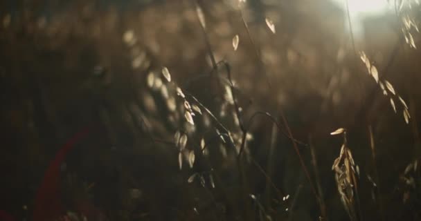 夕阳西下 草丛在外面的风中摇曳着 有太阳耀斑 背景平淡 电影慢动作 场深浅 Bmpcc — 图库视频影像