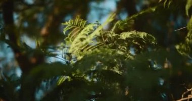 Gün batımında rüzgarda esen ağaç dallarını kapatın. Sinematik ağır çekim, sığ alan derinliği. BMPCC 4K 