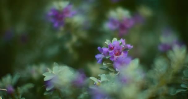 Närbild Lila Blomma Grön Buske Bokeh Bakgrund Filmisk Slow Motion — Stockvideo