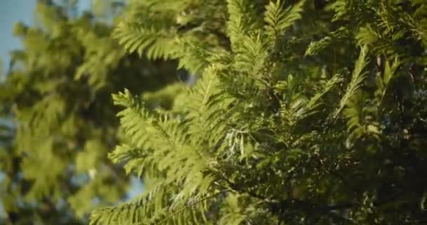 Primo Piano Rami Albero Che Soffiano Nel Vento All Aperto — Video Stock