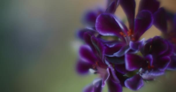 Primer Plano Flores Púrpuras Con Fondo Bokeh Cámara Lenta Cinematográfica — Vídeo de stock