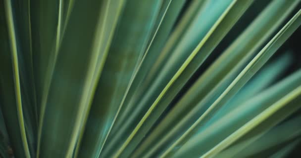 Close Blue Agave Plant Shallow Depth Field Cinematic Roll Slow — Stock Video