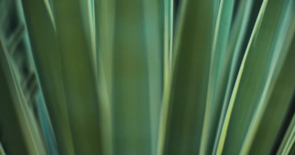 Dışarıdaki Mavi Agave Bitkisine Yakın Sığ Alan Derinliği Sinematik Roll — Stok video