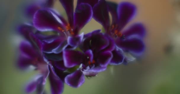 Κοντινό Πλάνο Μοβ Λουλουδιών Φόντο Bokeh Κινηματογραφική Αργή Κίνηση Ρηχό — Αρχείο Βίντεο