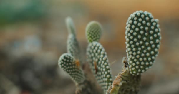 Blízko Kaktusu Andělských Křídel Bílými Tečkami Při Západu Slunce Filmové — Stock video