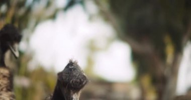 Güneşli bir günde, Emu 'nun yakınına gel, arka plan bokeh, yavaş çekim. Bmpcc 4k