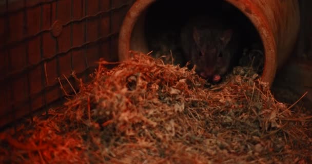Close Woylie Brush Tailed Bettong Eating Food Woylie Extremely Rare — Stock Video