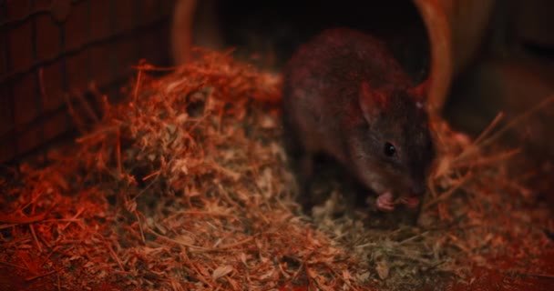 Gros plan de Woylie ou de Bettong à queue de brosse, mangeant de la nourriture. Woylie est extrêmement rare et endémique en Australie, également connu sous le nom de mini kangourou ". Au ralenti. BMPCC 4K "