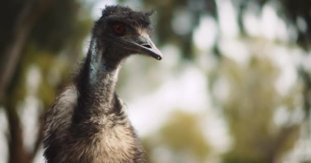 Närbild Emu Gården Solig Dag Tittar Kameran Träd Bokeh Bakgrund — Stockvideo