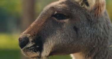 Yeşil bokeh arkaplanlı küçük gri kanguru Bmpcc 4k 'ye yakın.