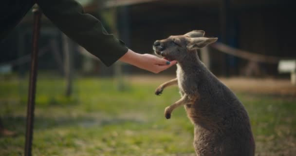 Kvinna Matar Lite Östgrå Känguru Med Grönt Gräs Bakgrunden Grunt — Stockvideo