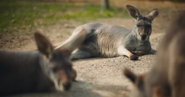 Adult Red Kangaroos Lying Ground Resting Sunny Day Slow Motion — Stock Video