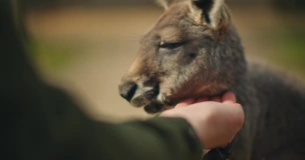 Mały Szary Kangur Jedzący Ręki Zbliżenie Płytka Głębokość Pola Bmpcc — Wideo stockowe