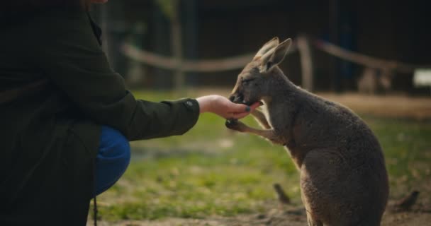 Frau Füttert Kleines Östliches Graues Känguru Mit Grünem Gras Und — Stockvideo