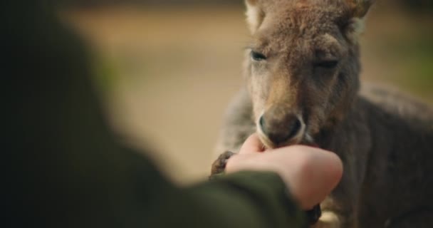 Pequeño Canguro Gris Oriental Comiendo Mano Una Persona Cerca Profundidad — Vídeos de Stock