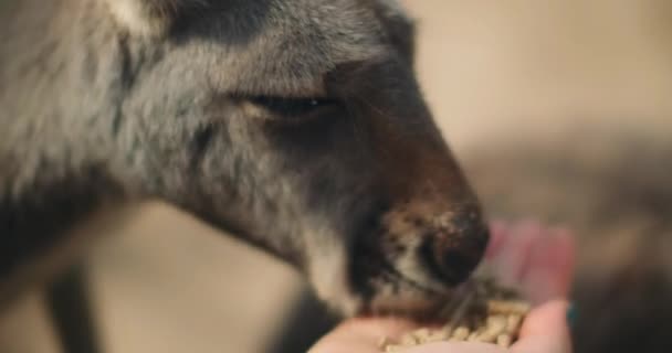 Pequeño Canguro Gris Oriental Comiendo Mano Una Persona Cerca Profundidad — Vídeos de Stock