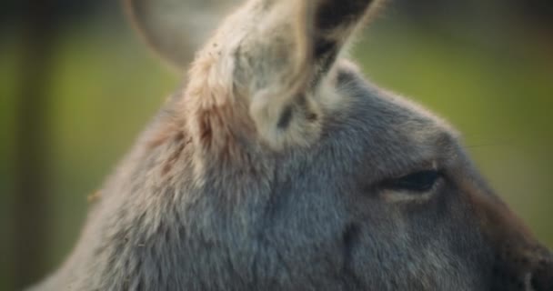 Primer Plano Del Pequeño Canguro Gris Oriental Masticando Comida Cámara — Vídeos de Stock