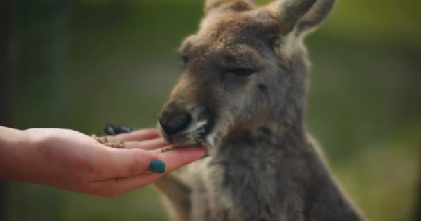 Little Eastern Grey Kangaroos Eating Person Hand Green Bokeh Background — Stock Video