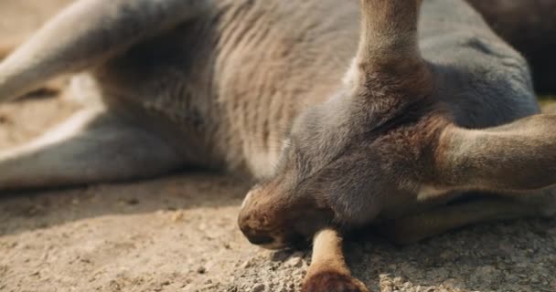 Canguru Vermelho Adulto Deitado Chão Perto Bmpcc — Vídeo de Stock