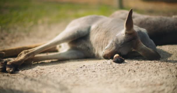 Canguru Vermelho Adulto Deitado Chão Descansando Com Grama Verde Fundo — Vídeo de Stock