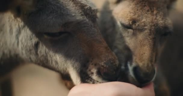 Pequenos Cangurus Cinzentos Orientais Comendo Mão Uma Pessoa Close Profundidade — Vídeo de Stock