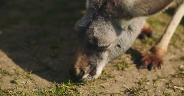 地面から草を食べる大人の東灰色のカンガルー スローモーション 閉じます Bmpcc — ストック動画