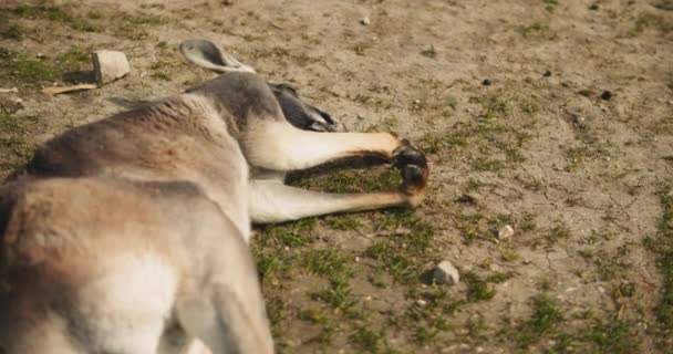 Canguru Vermelho Adulto Deitado Chão Descansando Fechar Bmpcc — Vídeo de Stock
