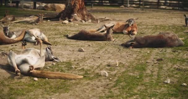 Skupina Dospělých Rudých Klokanů Ležících Zemi Odpočívajících Skrytá — Stock video