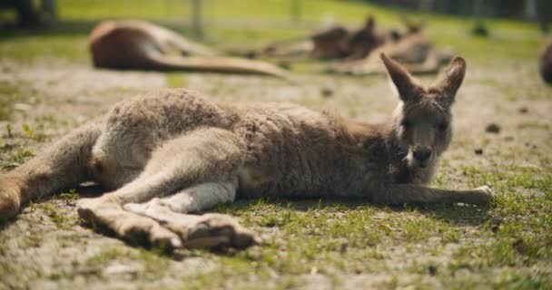 Dorosły Szary Kangur Leży Trawie Patrząc Kamerę Wolny Ruch Płytka — Wideo stockowe
