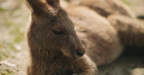 Nahaufnahme Eines Kleinen Östlichen Grauen Kängurus Das Auf Dem Boden — Stockvideo