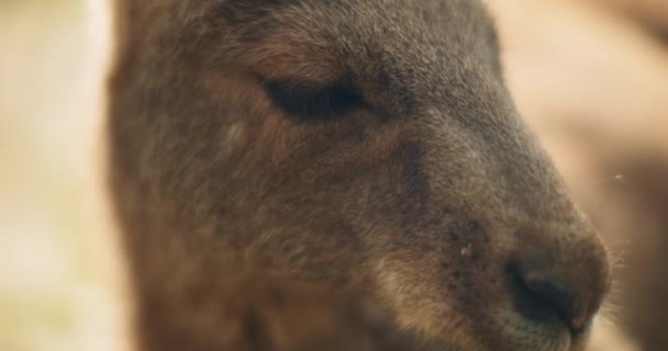 Close Little Eastern Grey Kangaroo Chewing Food Bmpcc — Stock Video