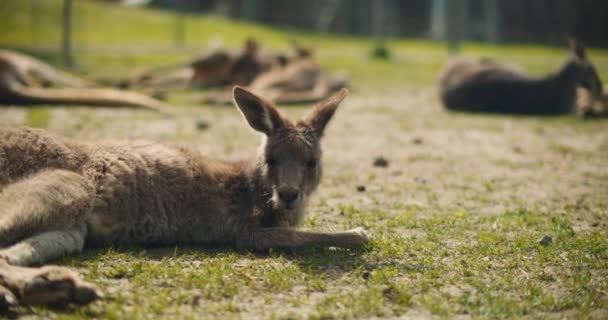 Yetişkin Doğu Gri Kangurusu Çimlerin Üzerinde Uzanmış Kameraya Bakıyor Yavaş — Stok video