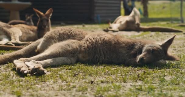 Group Eastern Grey Kangaroos Lying Ground Resting Bmpcc — Stock Video