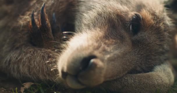 Close Van Een Oosterse Grijze Kangoeroe Liggend Grond Kauwend Voedsel — Stockvideo