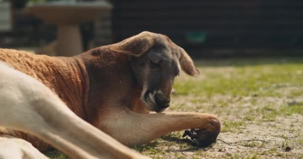 Vuxen Röd Känguru Liggande Gräset Med Öronen Nerfällda Och Ögonen — Stockvideo