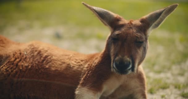 Red Kangaroo Lying Grass Sunny Day Close Bmpcc — Stock Video