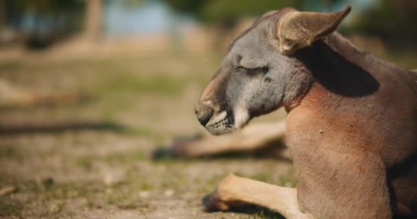 Kangourou Rouge Adulte Couché Sur Herbe Les Oreilles Tombées Les — Video