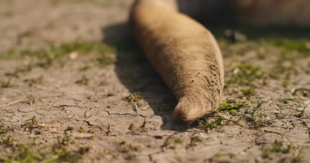 靠近一只红色袋鼠的尾巴 躺在地上 Bmpcc — 图库视频影像