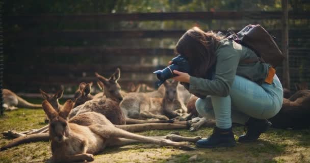 Young Woman Tourist Taking Photo Group Kangaroos Farm Bmpcc — Stock Video