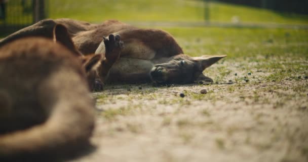 Volwassen Rode Kangoeroe Rolt Het Gras Met Een Groep Kangoeroes — Stockvideo