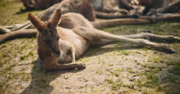 草の上に寝そべっている大人の東灰色のカンガルー Bmpcc — ストック動画