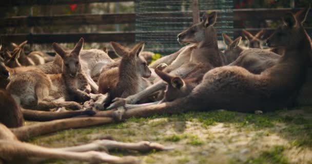 Grupa Wschodnioszarych Kangurów Leżących Trawie Odpoczywających Bmpcc — Wideo stockowe