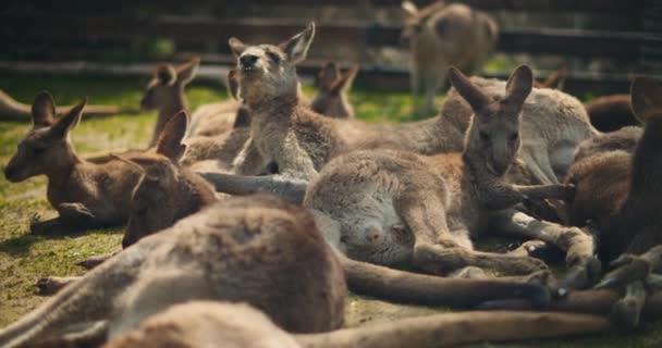Eine Gruppe Östlicher Grauer Kängurus Liegt Gras Und Ruht Sich — Stockvideo