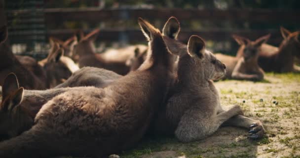 Grupo Cangurus Cinza Oriental Deitado Grama Descansando Bmpcc — Vídeo de Stock