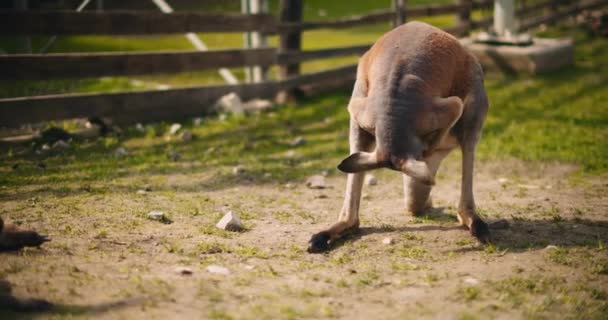 Adult Male Red Kangaroo Cleaning Itself Bmpcc — Stock Video