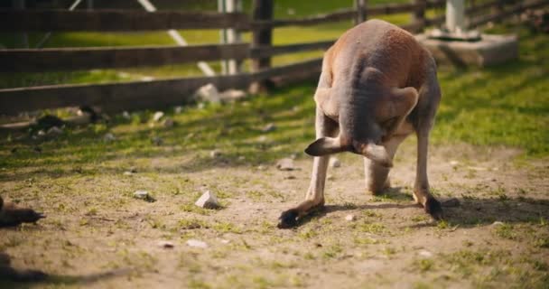 Dorosły Mężczyzna Czerwony Kangur Czyści Się Sam Bmpcc — Wideo stockowe