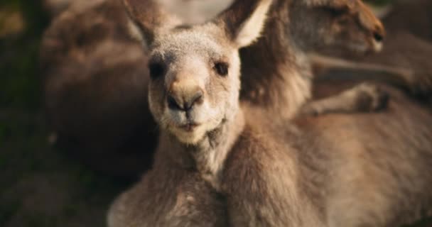 Acercamiento Canguro Gris Oriental Mirando Cámara Con Otro Abrazándolo Acostado — Vídeo de stock