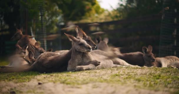 Grupp Östgrå Kängurur Som Ligger Gräset Med Fågelgrupp Som Flyger — Stockvideo